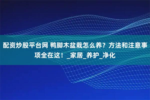 配资炒股平台网 鸭脚木盆栽怎么养？方法和注意事项全在这！_家居_养护_净化